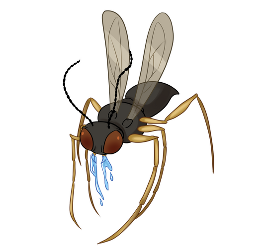 Desert Gnat Desert Gnat